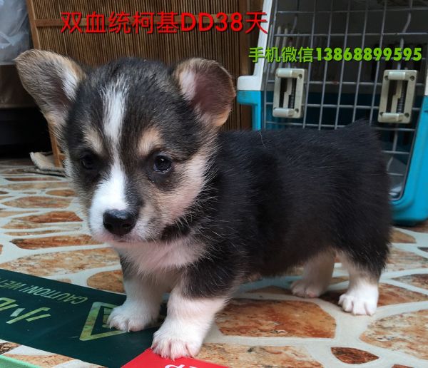 双血统小柯基38天_副本.jpg
