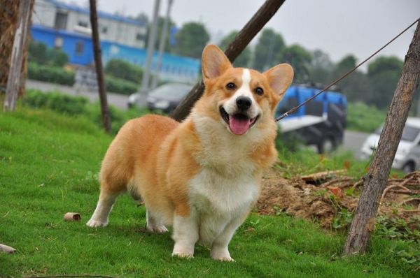 狗爸爸