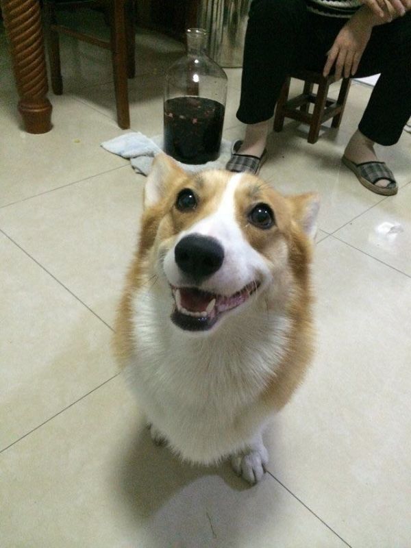 狗妈妈