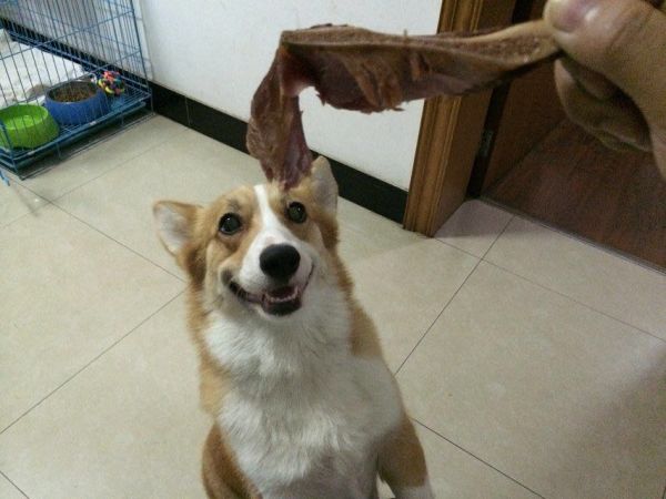 狗妈妈