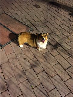 孕前