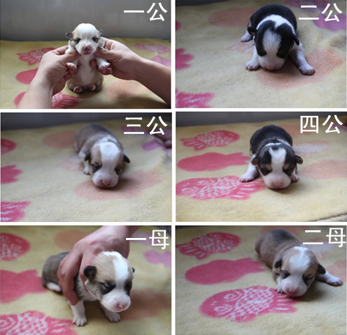 小狗