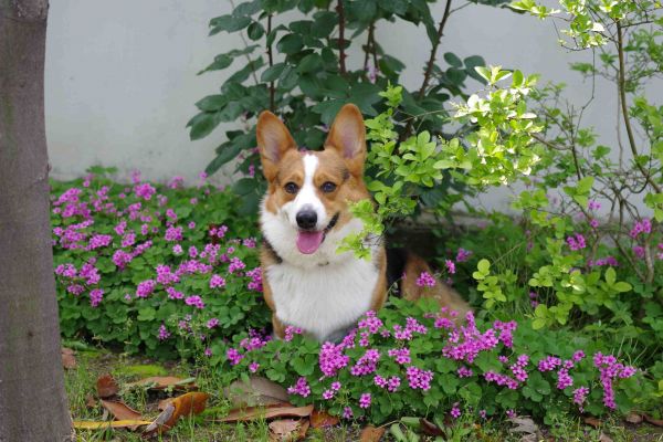 IMGP2399_conew1.jpg