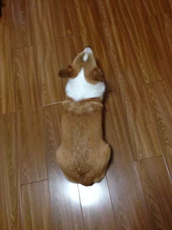 小狗的妈妈