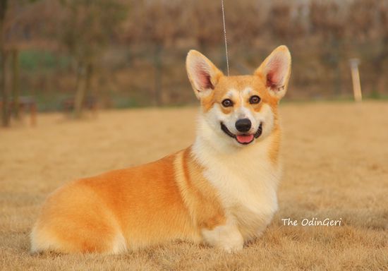 1111 (2)_副本....jpg