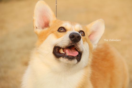 1111 (3)_副本....jpg