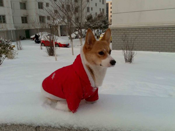 狗妈妈