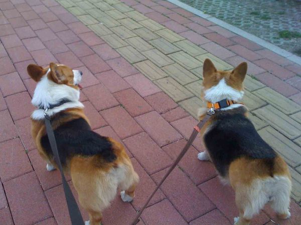 狗狗爸狗妈