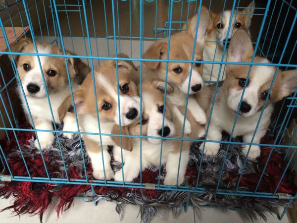 可爱的宝宝们~~一看就是一窝的，长得都差不多！