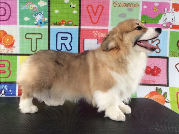 CO&amp;MOYE20151102 4月龄 4M-5.jpg