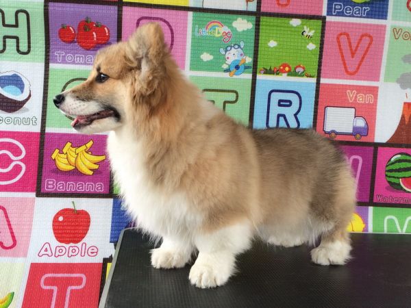 CO&amp;MOYE20151102 4月龄 4M-9.jpg