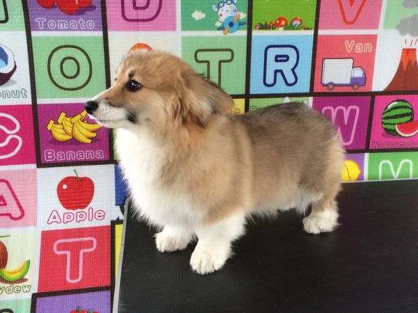 CO&amp;MOYE20151102 4月龄 4M-10.jpg