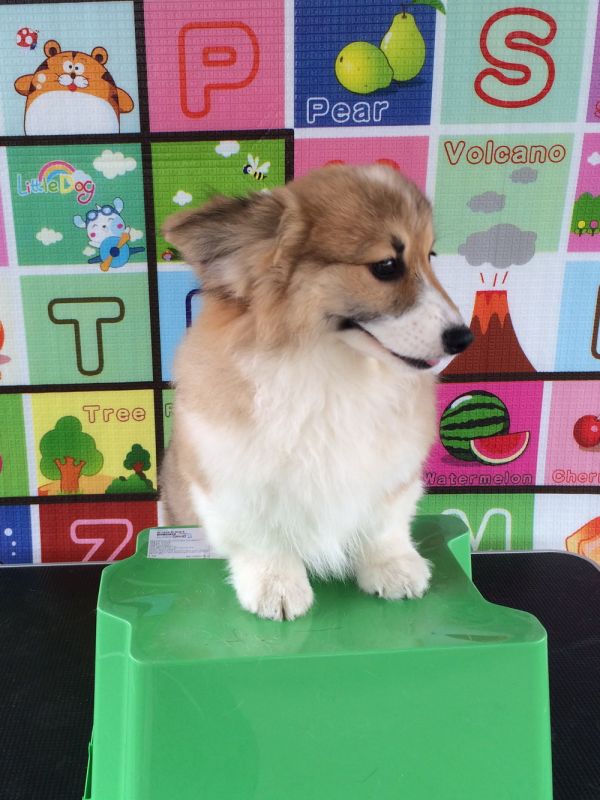 CO&amp;MOYE20151102 4月龄 4M-44.jpg