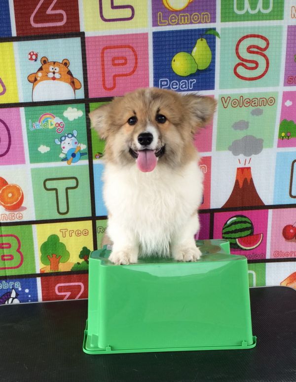 CO&amp;MOYE20151102 4月龄 2D-30.jpg