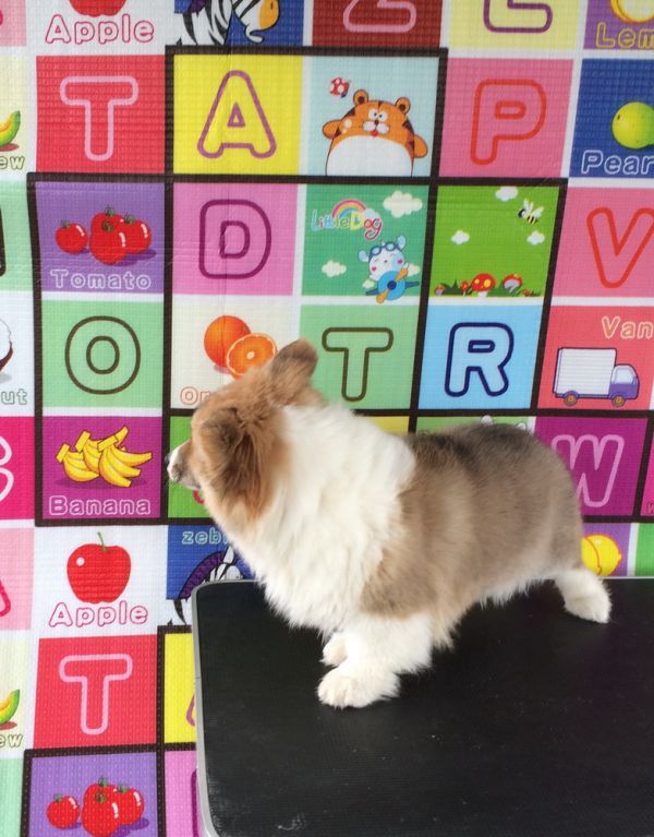 CO&amp;MOYE20151102 4月龄 2D-1.jpg