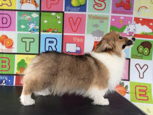 CO&amp;MOYE20151102 4月龄 2D-5.jpg