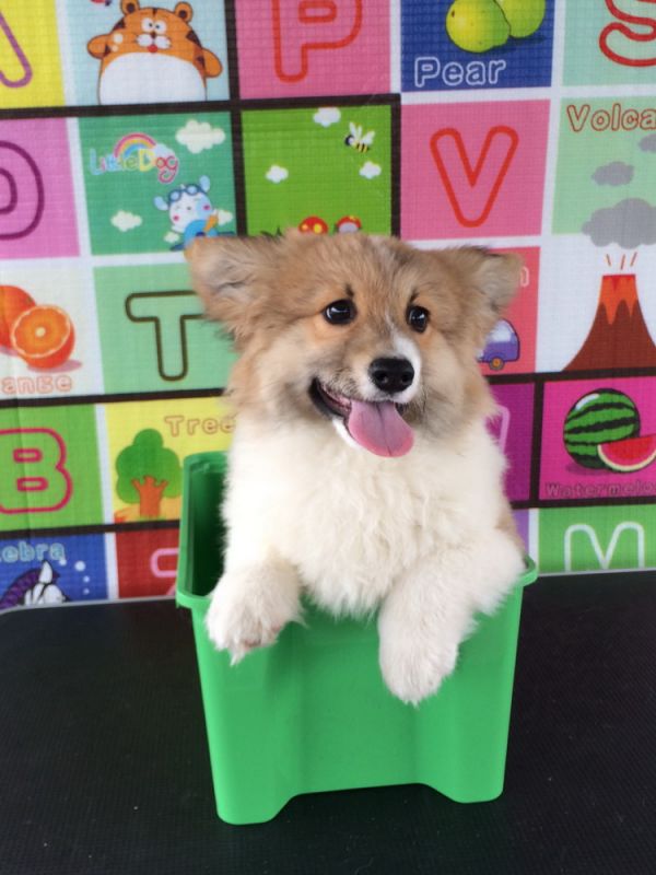 CO&amp;MOYE20151102 4月龄 2D-19.jpg