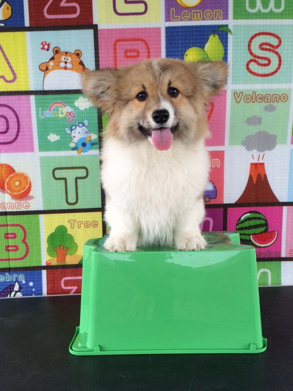 CO&amp;MOYE20151102 4月龄 2D-29.jpg