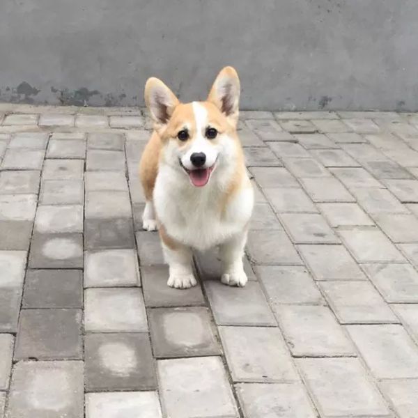 丹妮丝.jpg