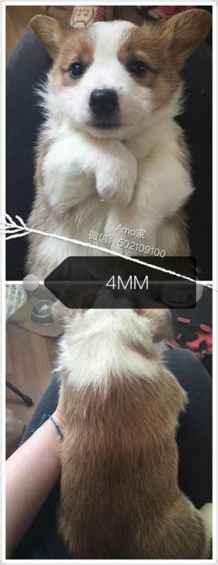 4MM.jpg