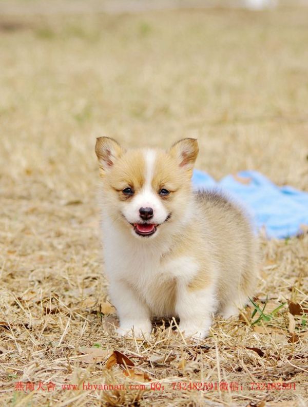 爱笑的柯基妹子