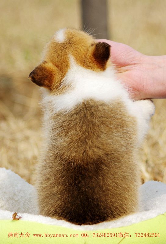 爱笑的柯基妹子