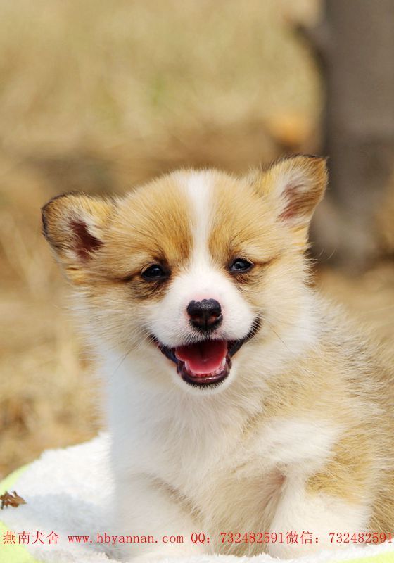 爱笑的柯基妹子