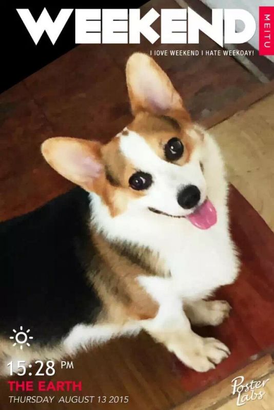狗爸