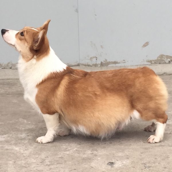 狗妈妈