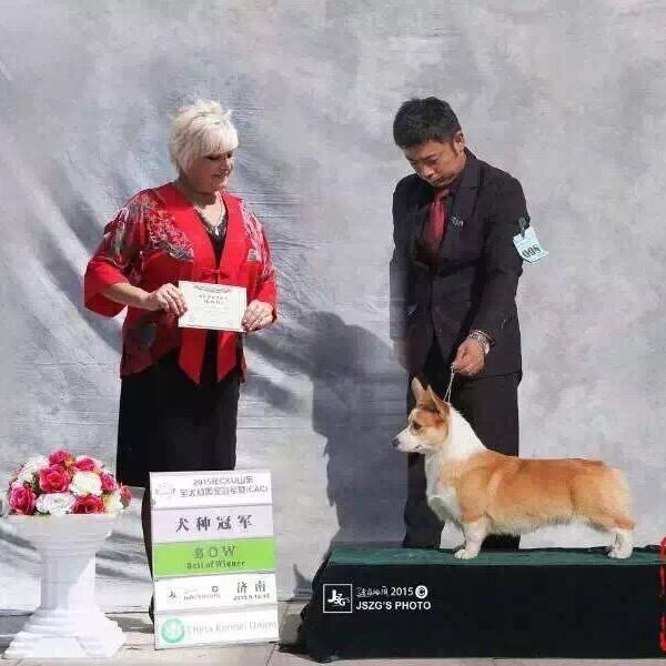 狗爸爸两场登陆冠军