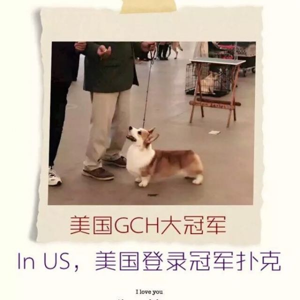 狗爷爷美国登录冠军