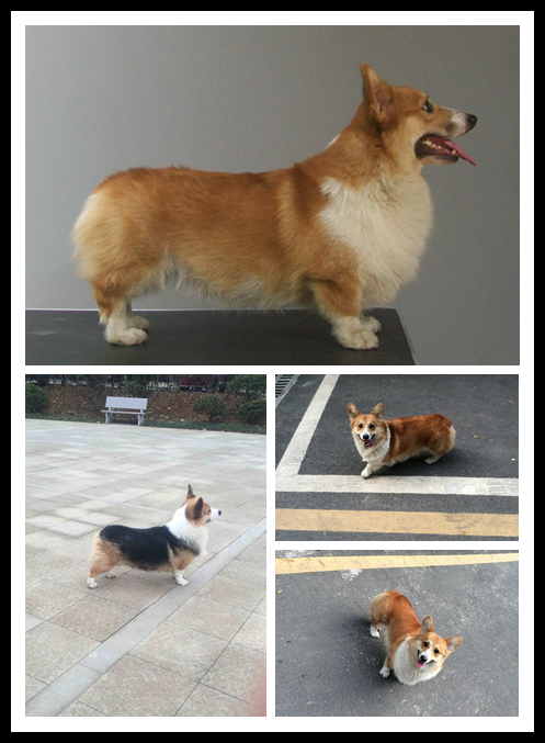 狗爸与狗妈.png