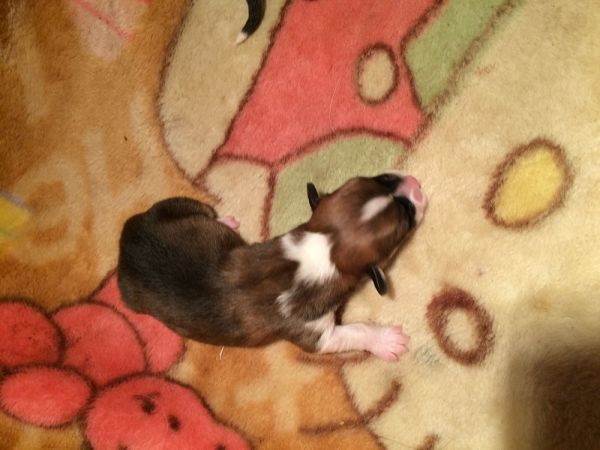 CO&amp;MOYE20151102  2日龄 5M-4.jpg