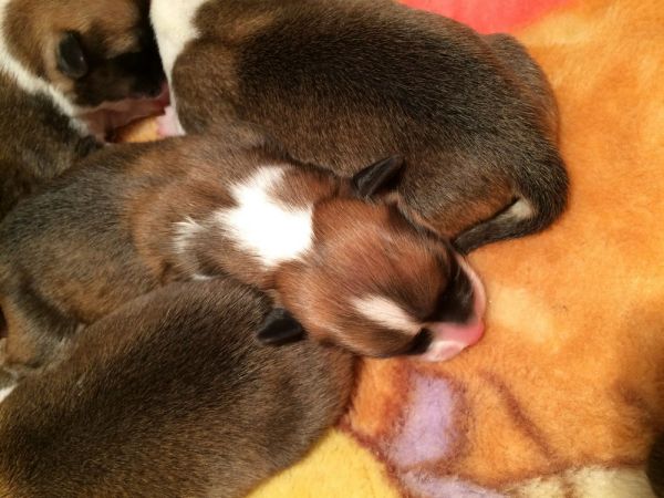 CO&amp;MOYE20151102  2日龄 5M-5.jpg