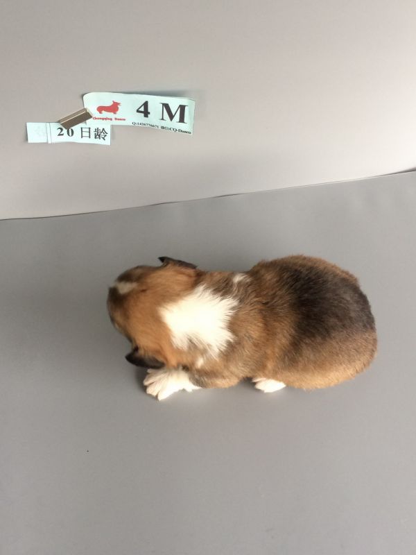 CO&amp;MOYE20151102  20日龄 4M-4.jpg