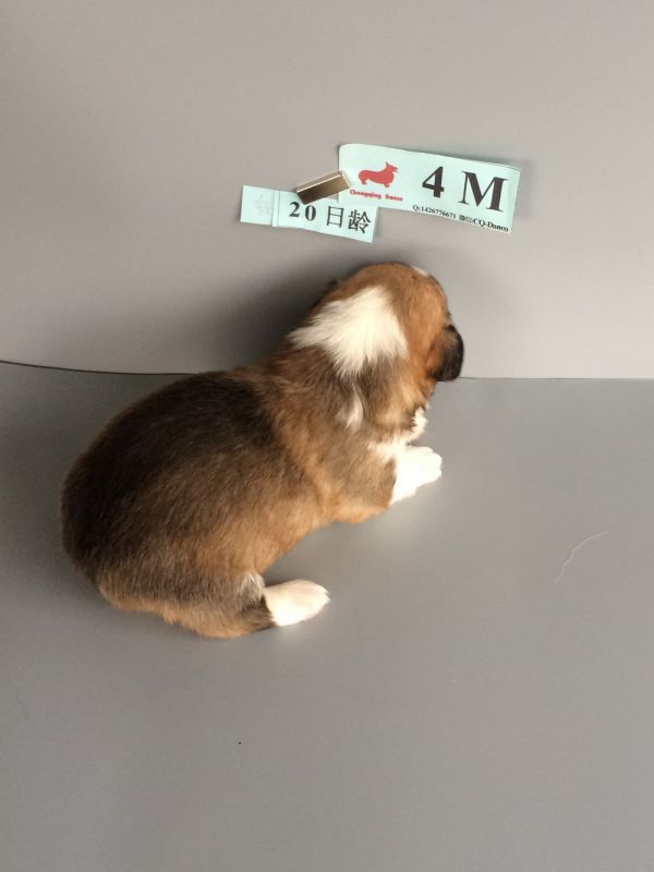 CO&amp;MOYE20151102  20日龄 4M-9.jpg