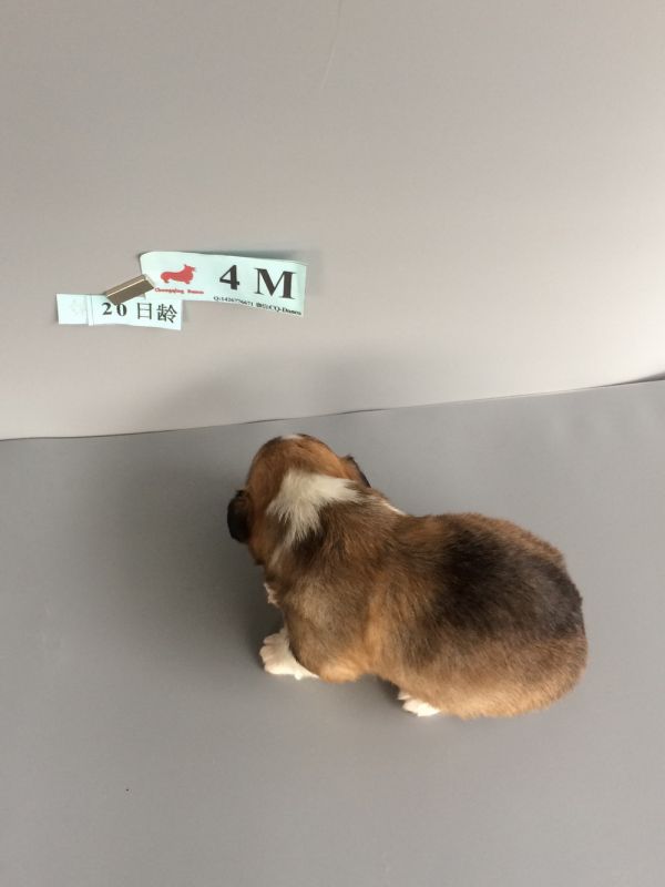 CO&amp;MOYE20151102  20日龄 4M-12.jpg