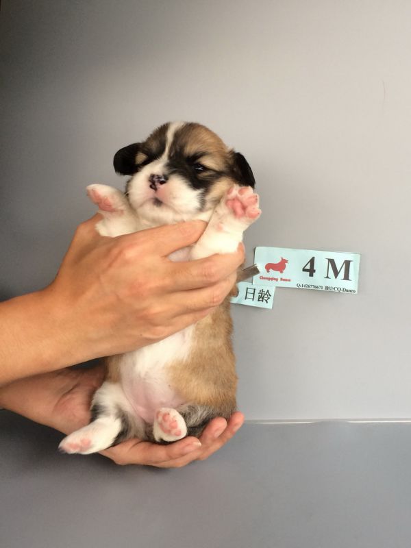 CO&amp;MOYE20151102  20日龄 4M-17.jpg