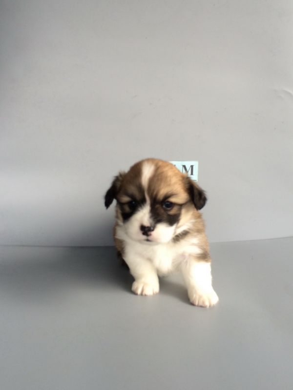 CO&amp;MOYE20151102  27日龄 4M-12.jpg