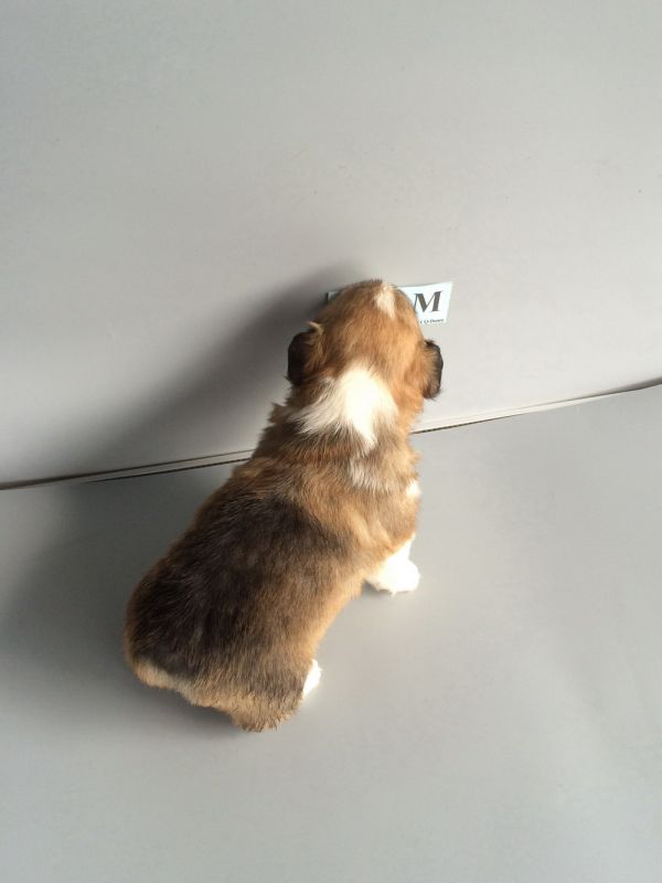 CO&amp;MOYE20151102  27日龄 4M-14.jpg