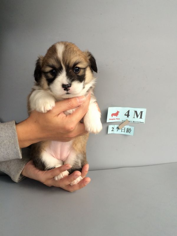 CO&amp;MOYE20151102  27日龄 4M-21.jpg