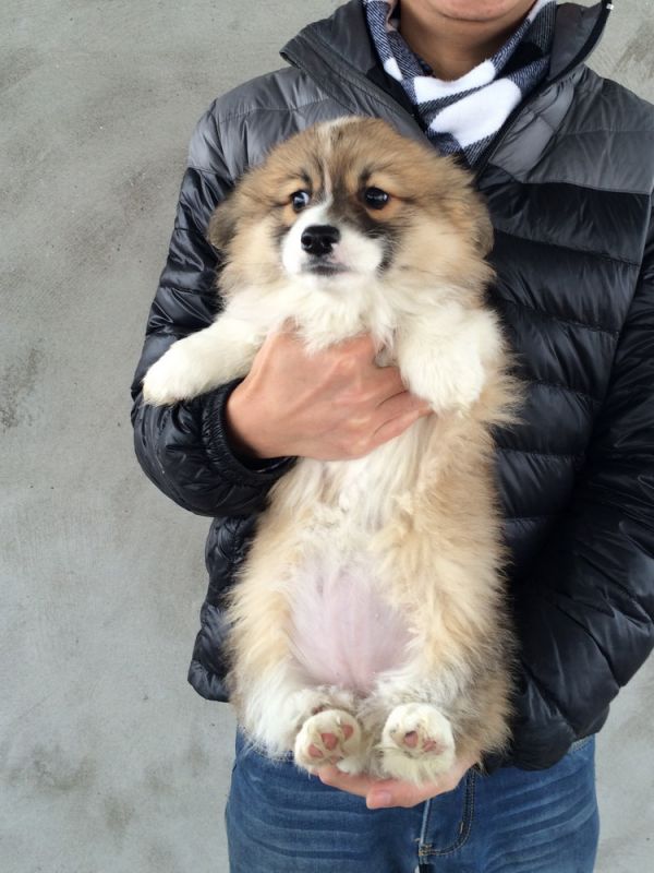 CO&amp;MOYE20151102 84日龄 5M-1.jpg