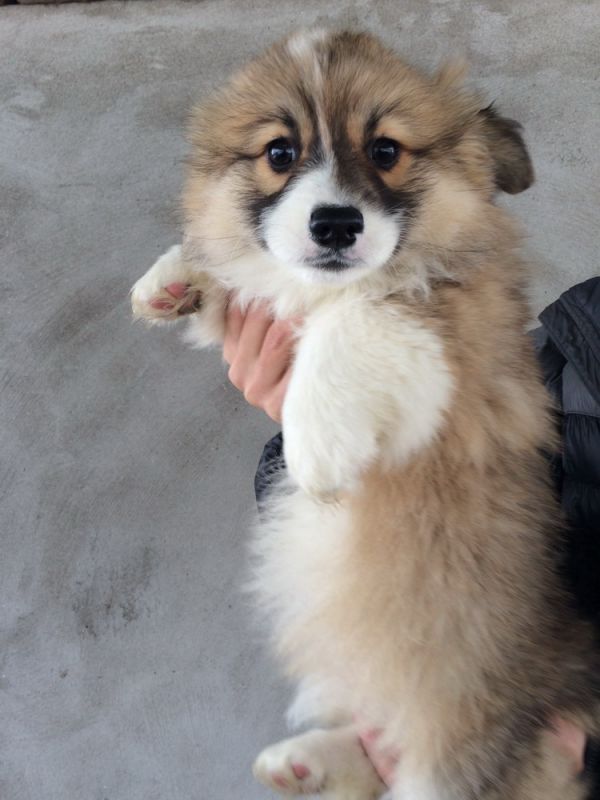 CO&amp;MOYE20151102 84日龄 5M-17.jpg