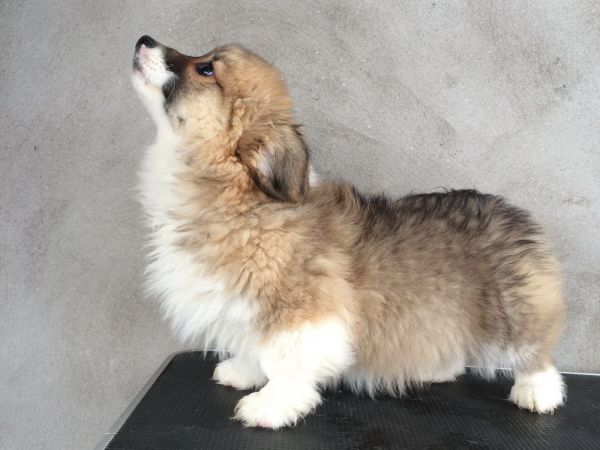 CO&amp;MOYE20151102 84日龄 5M-36.jpg