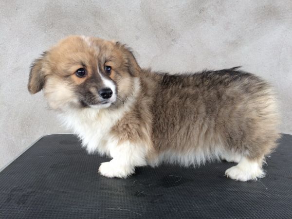 CO&amp;MOYE20151102 84日龄 5M-40.jpg