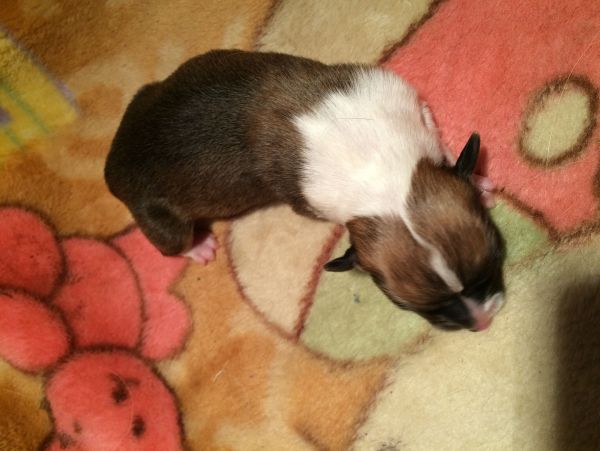 CO&amp;MOYE20151102  2日龄 2D-2.jpg