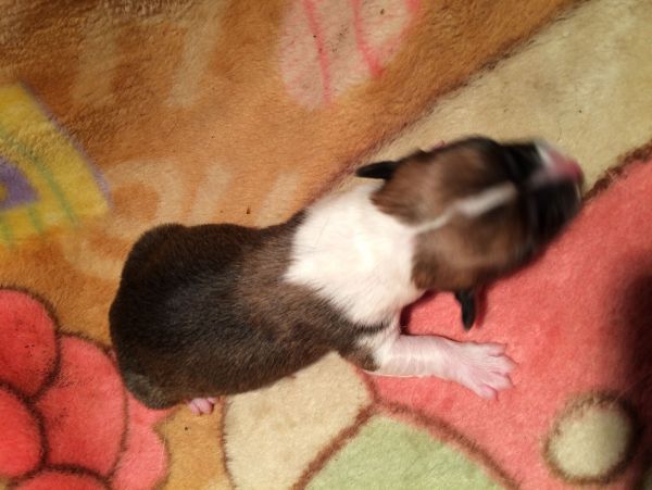 CO&amp;MOYE20151102  2日龄 2D-3.jpg