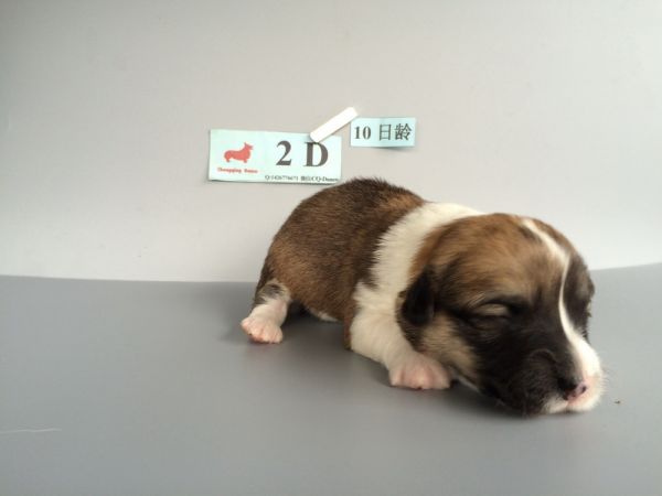 CO&amp;MOYE20151102 10日龄 2D-1.jpg