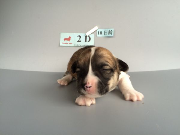 CO&amp;MOYE20151102 10日龄 2D-2.jpg