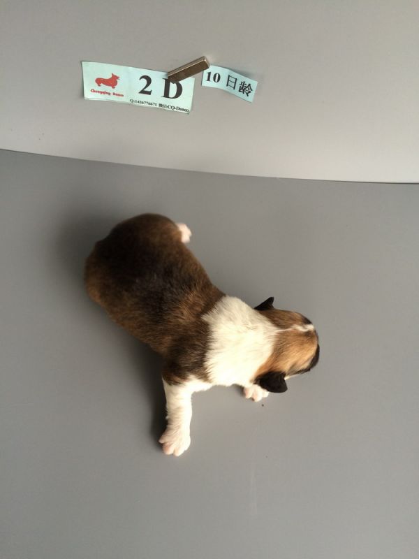 CO&amp;MOYE20151102 10日龄 2D-4.jpg